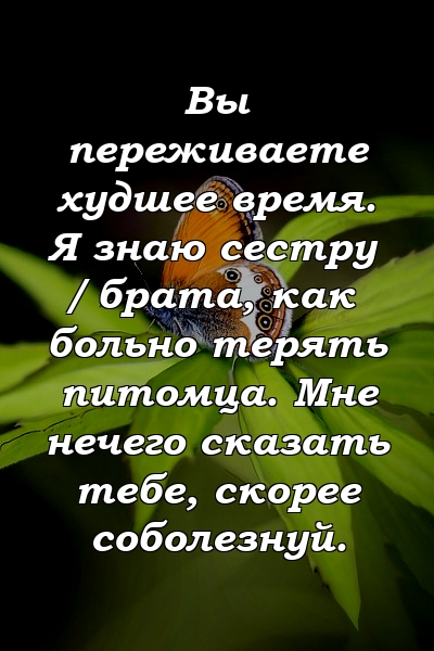 Вы переживаете худшее время. Я знаю сестру / брата, как больно терять питомца. Мне нечего сказать тебе, скорее соболезнуй.