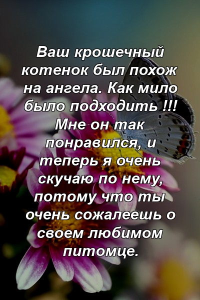 Ваш крошечный котенок был похож на ангела. Как мило было подходить !!! Мне он так понравился, и теперь я очень скучаю по нему, потому что ты очень сожалеешь о своем любимом питомце.