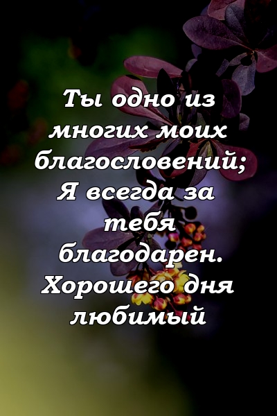 Ты одно из многих моих благословений; Я всегда за тебя благодарен. Хорошего дня любимый