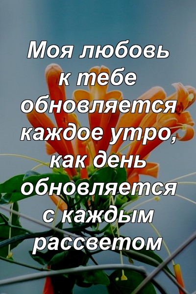 Моя любовь к тебе обновляется каждое утро, как день обновляется с каждым рассветом