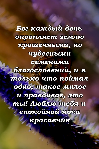 Бог каждый день окропляет землю крошечными, но чудесными семенами благословений, и я только что поймал одно, такое милое и правдивое, это ты! Люблю тебя и спокойной ночи красавчик