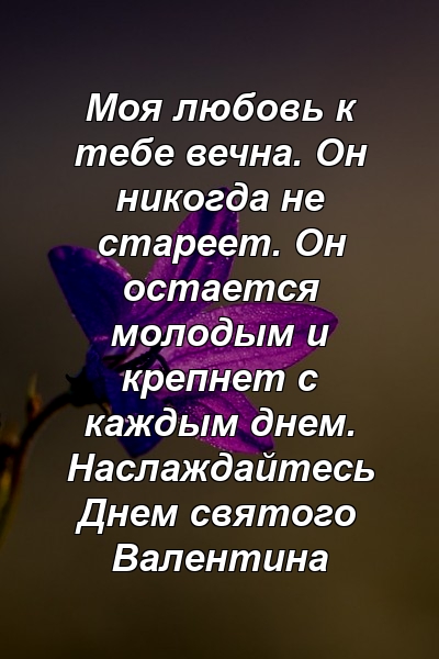 Моя любовь к тебе вечна. Он никогда не стареет. Он остается молодым и крепнет с каждым днем. Наслаждайтесь Днем святого Валентина