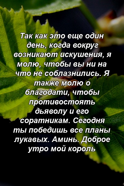 Так как это еще один день, когда вокруг возникают искушения, я молю, чтобы вы ни на что не соблазнились. Я также молю о благодати, чтобы противостоять дьяволу и его соратникам. Сегодня ты победишь все планы лукавых. Аминь. Доброе утро мой король