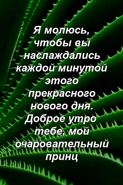 Я молюсь, чтобы вы наслаждались каждой минутой этого прекрасного нового дня. Доброе утро тебе, мой очаровательный принц