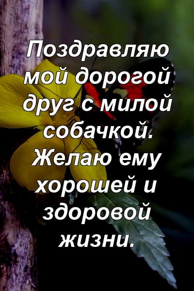 Поздравляю мой дорогой друг с милой собачкой. Желаю ему хорошей и здоровой жизни.